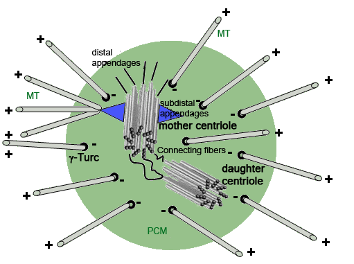 Centrosomes in fertilization, early embryonic development, stem cell division, and cancer Centrosomes in fertilization, early embryonic development, stem cell division, and cancer