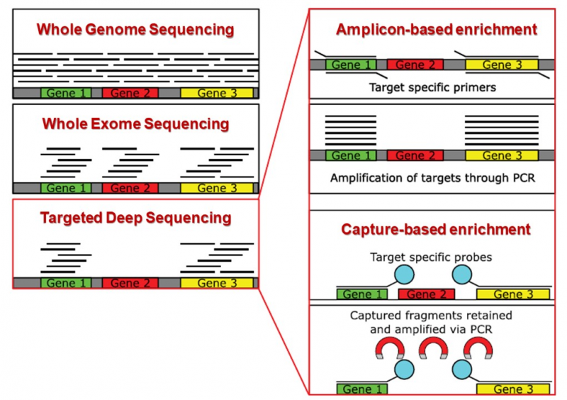 Frontiers  Development of an AmpliSeqTM Panel for Next-Generation  Sequencing of a Set of Genetic Predictors of Persisting Pain
