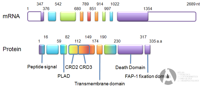Fas Ligand Gene | The many roles of FAS receptor signaling in the ...