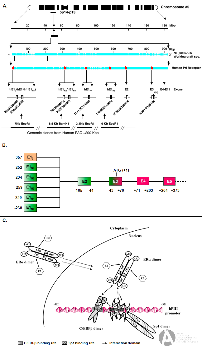 PRLR (prolactin receptor)