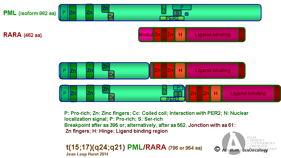 t-15-17-q24-q21-pml-rara