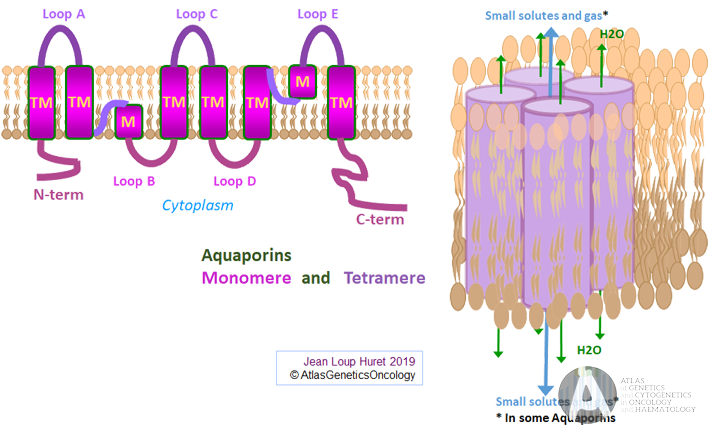 AQP1 aquaporin 1 Colton Blood Group aqp1-aquaporin-1-colton-blood-group