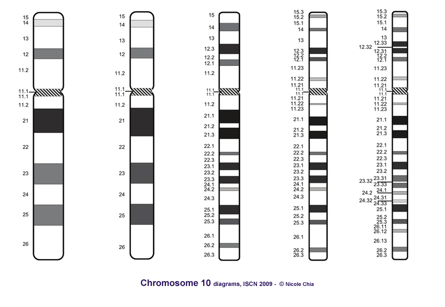 X хромосома какие. Хромосома-6. 12 Хромосома. Карта хромосом 10 хромосома. Гены х хромосомы.