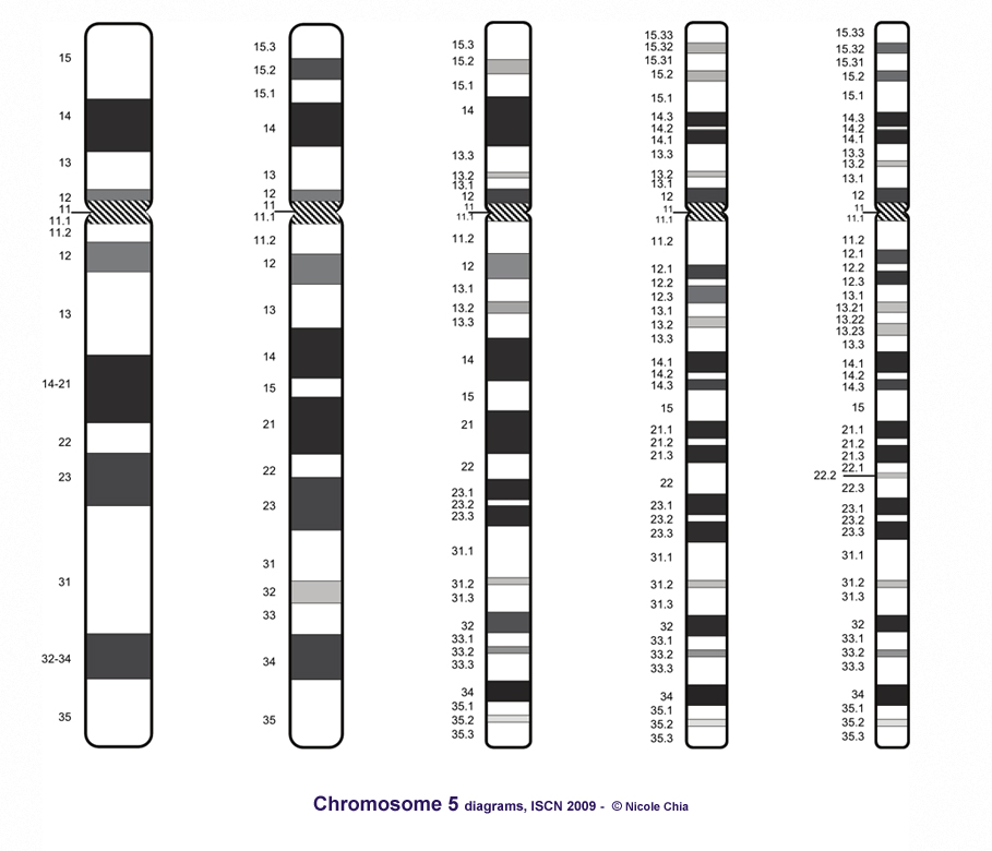 Мужская хромосома 5. 4q хромосома. Хромосома 5q11.2-q13. Делеция 11 хромосомы. Хромосомная карта 13 хромосомы.