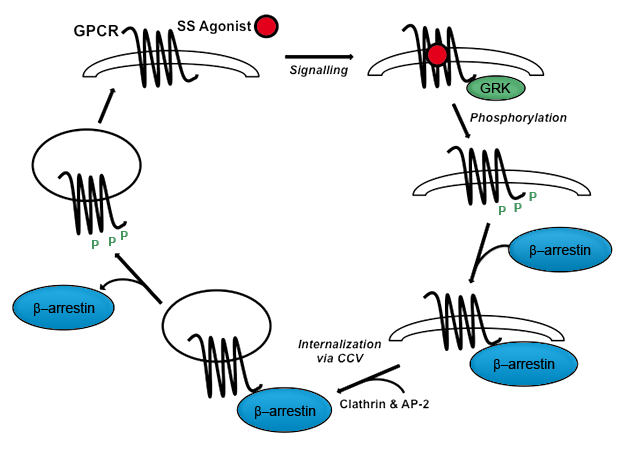Somatostatin (SS), SS receptors and SS analog treatment in tumorigenesis