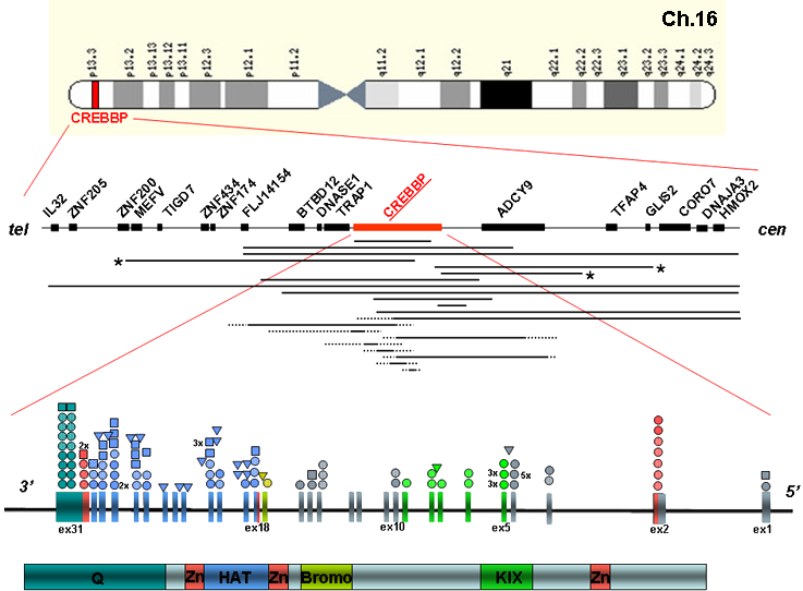 Microdeletions and mutations of CREBBP (CBP) gene can cause