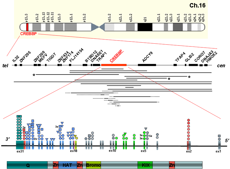 Exon deletions of the EP300 and CREBBP genes in two children with