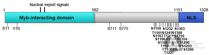 Atlas Image