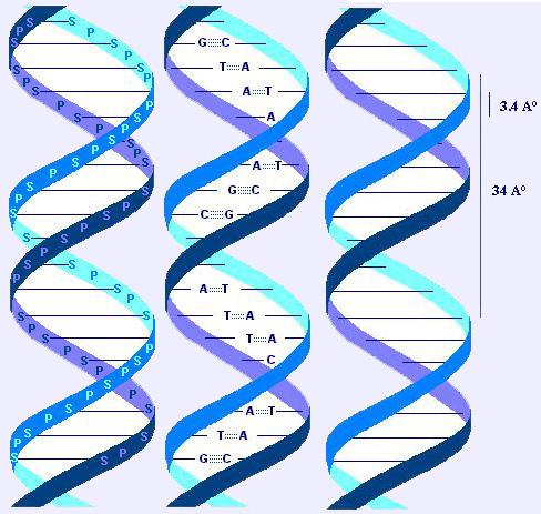 ADN: estructura molecular